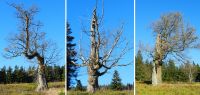 02 charakterbaeume am schachten - sie haben sich bereits auf den winter eingestellt